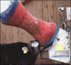 A cow enjoys a brushing machine