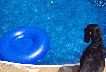 A smart dog uses a raft to get a ball from a pool