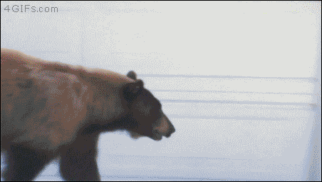 A Bear And A Man Scare Each Other When They Intersect Gifs Primo Gif Latest Animated Gifs