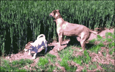 A dog hops through a field of tall grass
