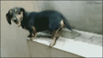 A dachshund walks backward on a ledge