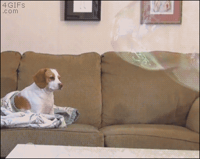 A dog has no reaction to a huge bubble popping in front of him