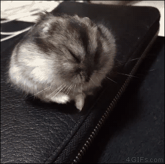 A sleepy hamster falls over and rolls away