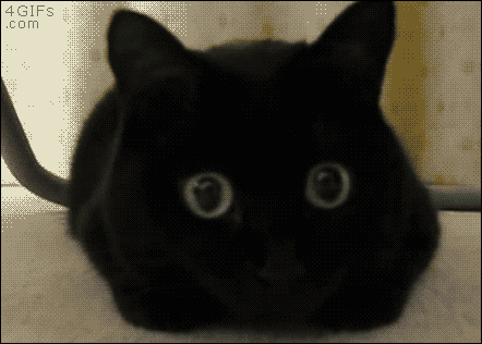 A cat's pupils dilate as it watches something