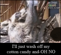 A raccoon tries to wash cotton candy in water