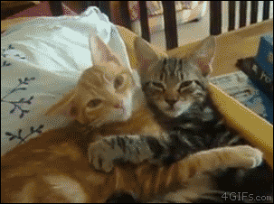 Two sleepy cats cuddle
