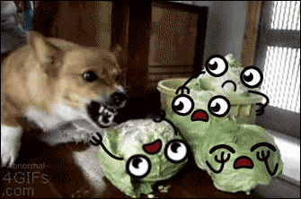 Corgi-dog-cabbage-doodle