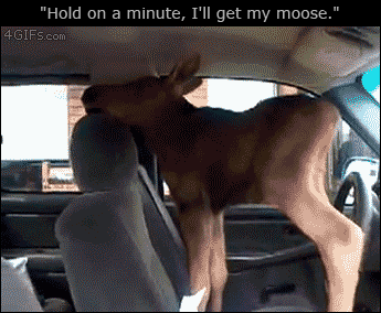 A man has a moose calf in his car