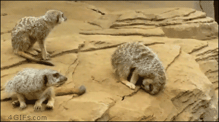 A sleeping meerkat rolls away