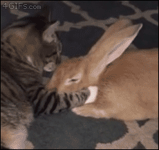 A rabbit enjoys getting groomed by a cat