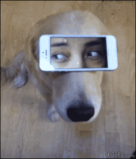 Dog-smartphone-eyes.gif