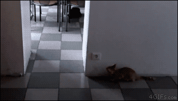 A cat outsmarts a stalking kitten