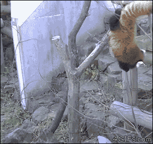 A branch helps a red panda have a safe landing