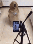 Dog-smiles-for-camera