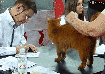 A cat sucks up to a cat show judge to help earn points