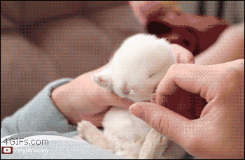 A baby bunny can't stay awake