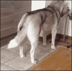 Kitten-attacks-patient-husky-dog