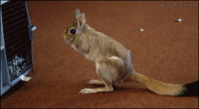 A rabbit kangaroo hybrid looks like a Pokemon character