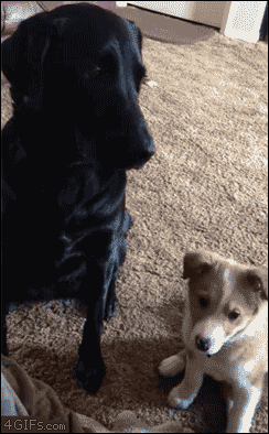 A dog grabs his best friend