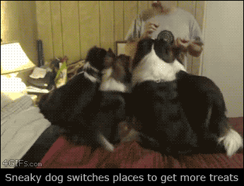 A sneaky dog switches places to get more treats