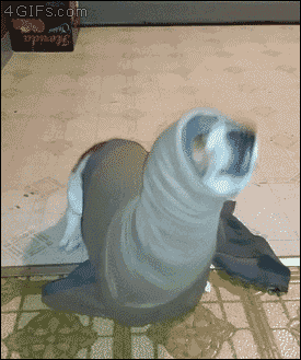 A dog is dressed up as a seal