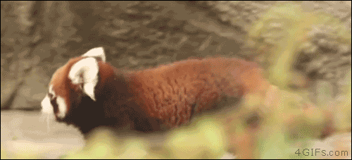 A high red panda changes course