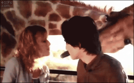 A giraffe interrupts a couple about to kiss