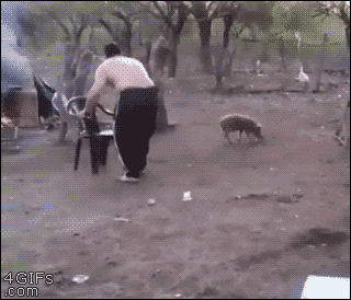 A man harrasses a pig and it's mother chases him away