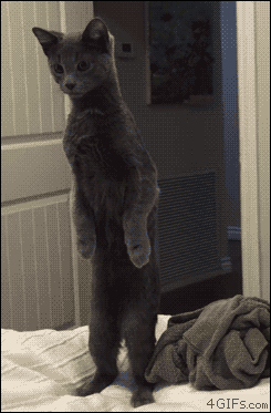A cat stands up on a bed