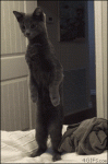 Cat-standing-on-bed