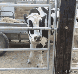 A clever cow opens a gate with it's tongue