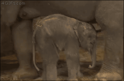 A sleepy elephant calf can't keep it's balance after being booped