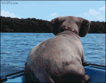 Dachshund-dog-jumps-after-dolphin