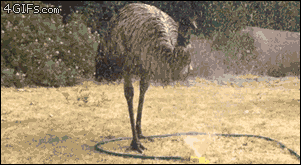 An emu loves playing with a water sprinkler