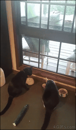 A cucumber startles a black cat