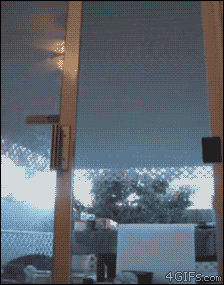 A cat climbs and opens a screen door