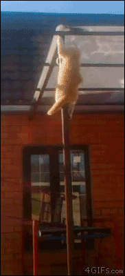 A cat slides down a pole like a firefighter