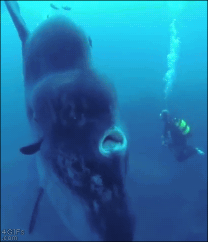 Huge fish vs. scuba diver