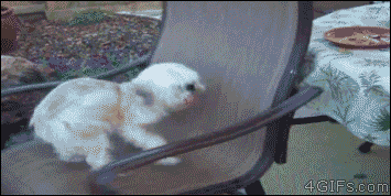 A spinning chair prevents a dog from eating
