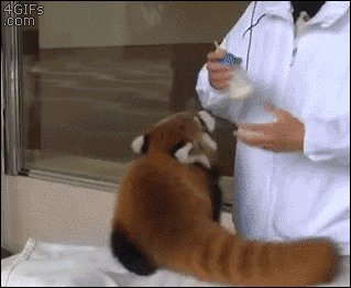 A cute red panda is eager to grab a milk bottle