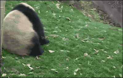 Pandaball rolls out