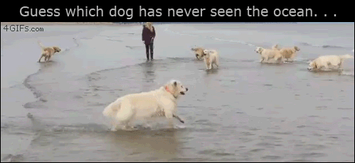 Dog-beach-ocean