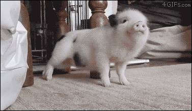 A micro piglet twerks