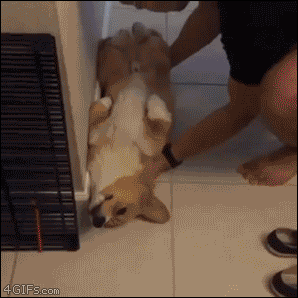 A corgi remains asleep while being carried to it's bed