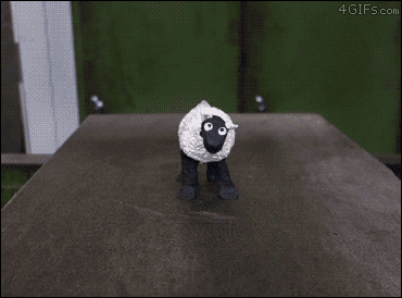 A sheep is crushed in a hydraulic press
