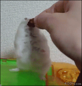 A hamster freezes after it's teased with a treat
