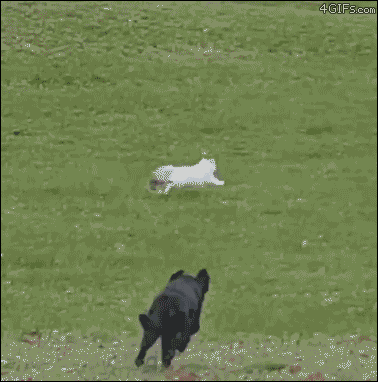 A cat being chased by a dog jumps over a fence