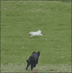 Dog-chases-cat-over-fence