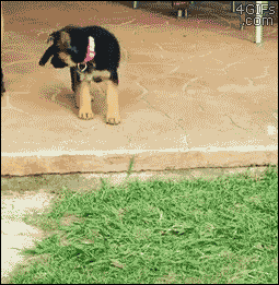 A puppy's first encounter with a step