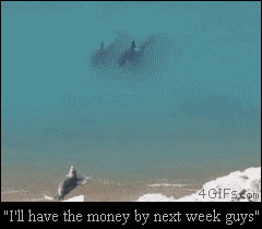 Seal-killer-whales-money